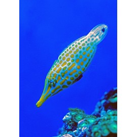 Fototapetas Žuvis plaukia per koralų rifą